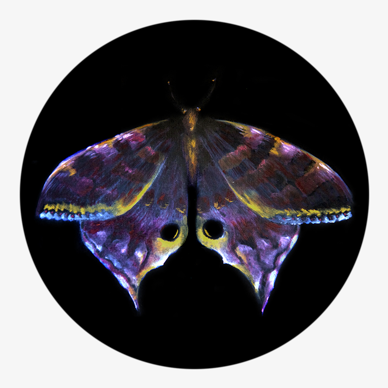 BAMink-Pauline Dubisy-Métamorphose-sous-verre-visuel 01 Visuel 01 de la collection Métamorphose