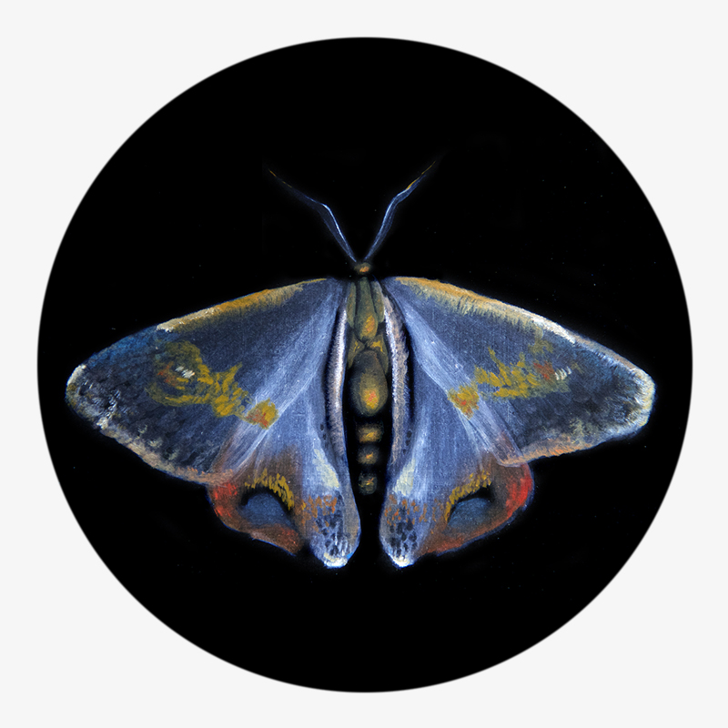 BAMink-Pauline Dubisy-Métamorphose-sous-verre-visuel 02 Visuel 02 de la collection Métamorphose